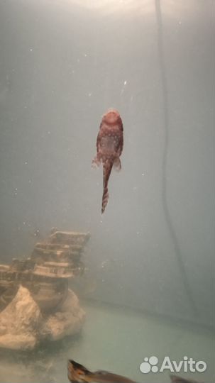 Аквариумные рыбки