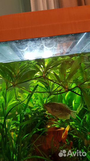 Аквариумное растение Эхинодорус амазонский