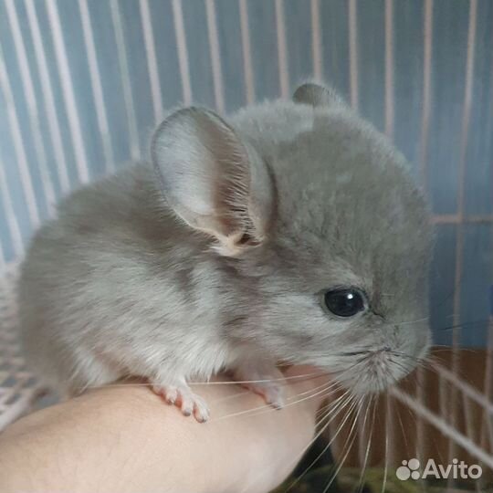 Шиншиллы