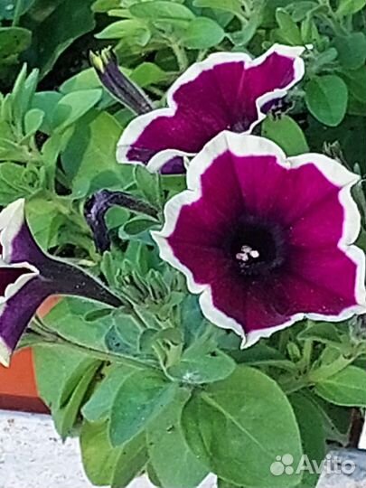 Вегетативная петуния