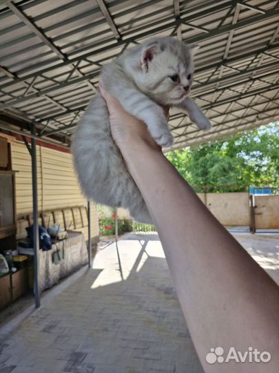 Кошки в добрые руки породистые