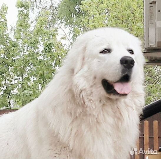 Кобель для вязки