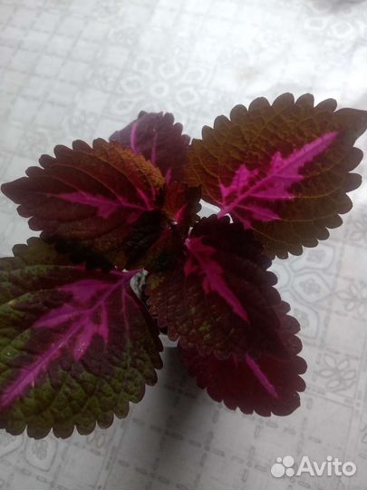 Колеусы вегетативные