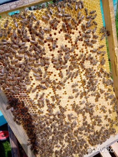 Бакфаст пчелопакеты, пчелосемьи