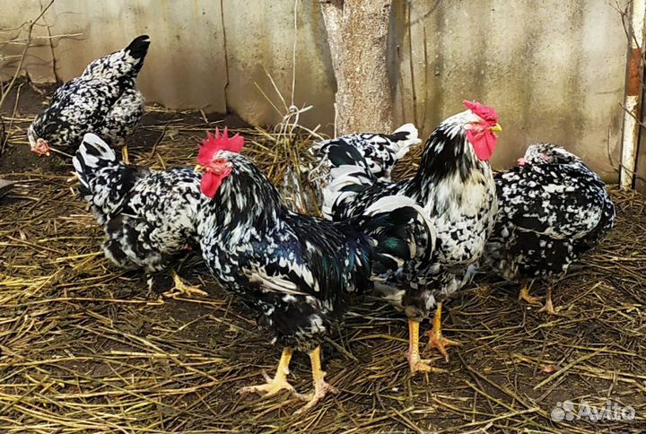 Инкубационное яйцо Ливенской ситцевой