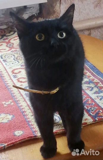 Кот в добрые руки