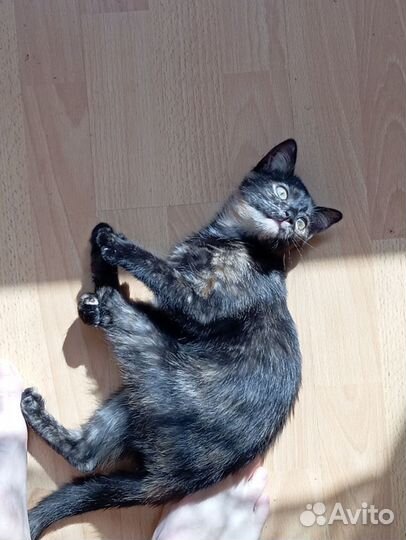 Кошка в дар
