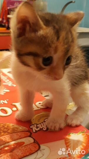 Милые котята ищут дом