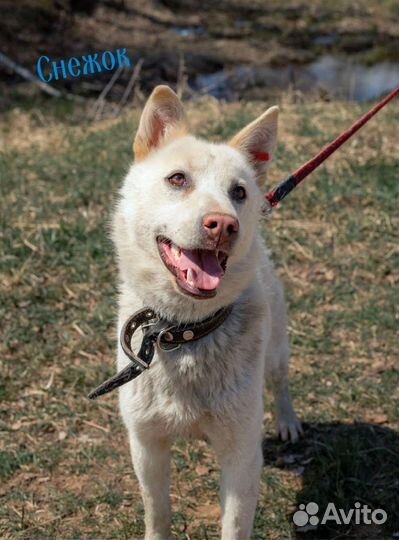 Маша и Снежок небольшие собачки