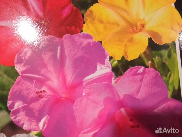 Катарантус комнатный