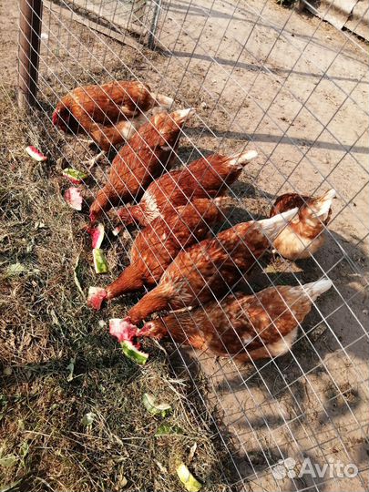Куры несушки