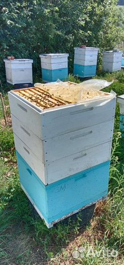 Пчелопакеты карника