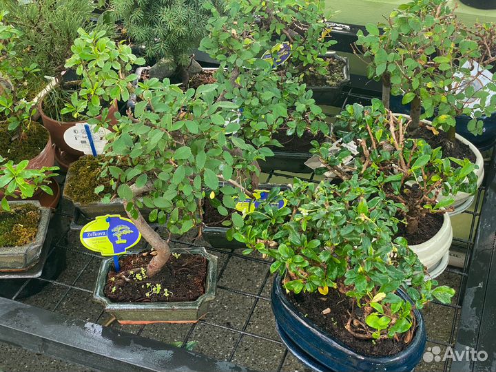 Бонсаи разные большой выбор