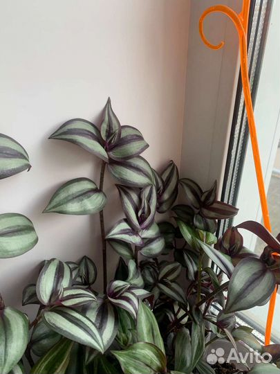 Цветы в наличии