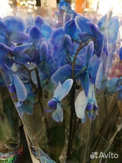 Курьер. Любая помощь. Поручения