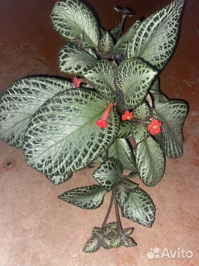 Комнатные цветы