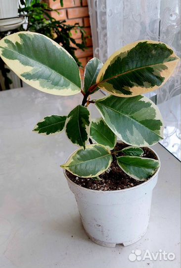 Комнатные растения,подарок,монстера,фикус,маранта