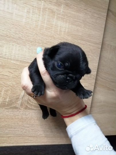 Продам щенков мопса