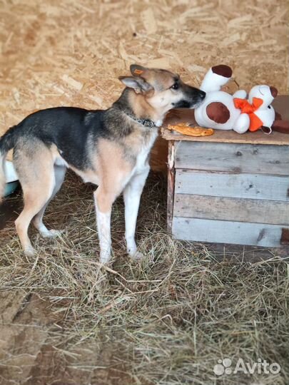 Собака в добрые руки