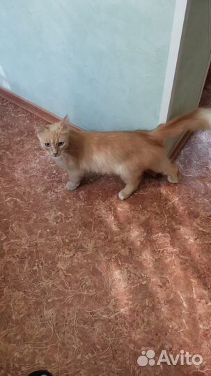 Кошечка в добрые руки