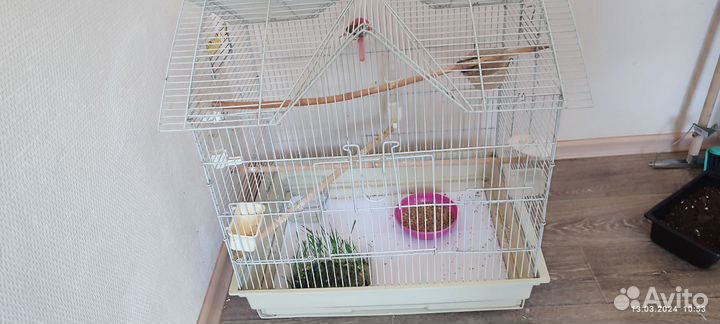 Зебровые амадины