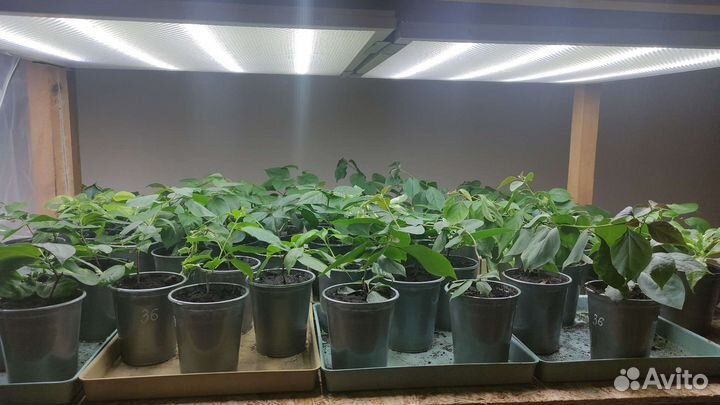 Бугенвиллия