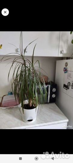 Пальма драцена