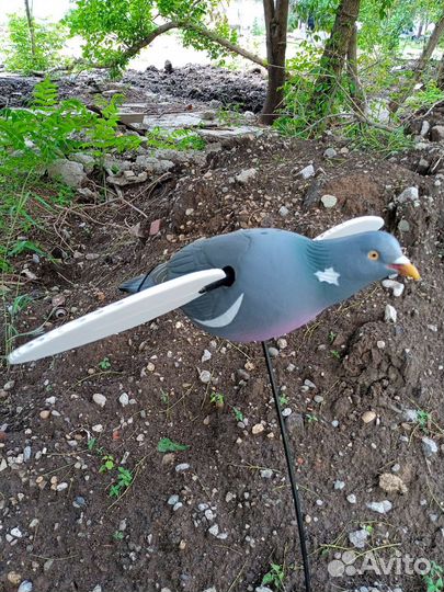 Махокрыл голубь для охоты