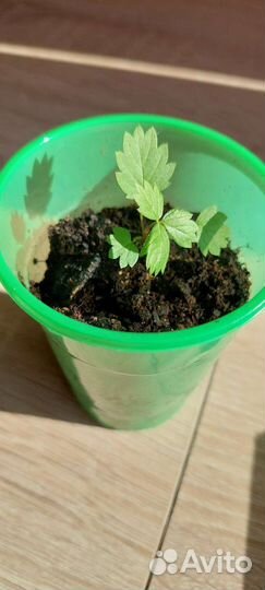 Земляника ремонтадная 