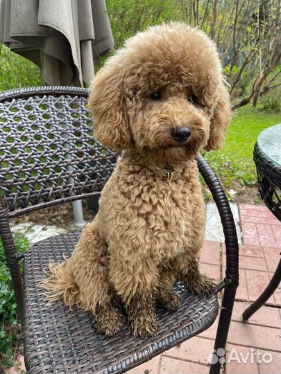 Той-пудель для вязки