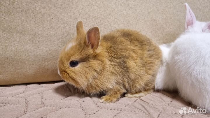 Декоративные крольчата
