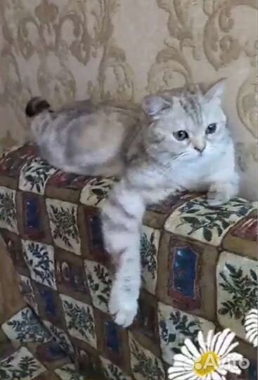 Британская кошечка