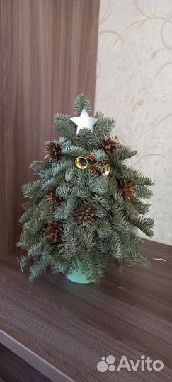 Елочка ищ датского голубого лапника