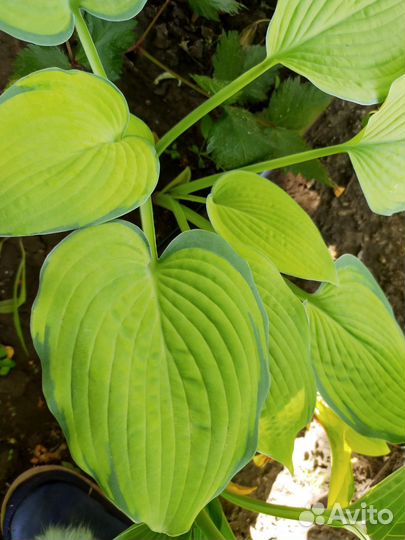 Хосты,доставка к дому