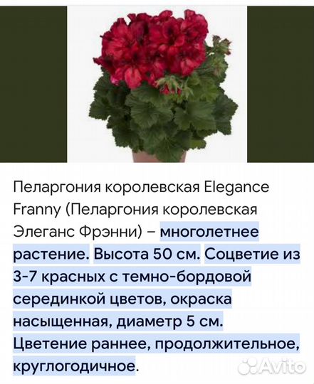 Королевская пеларгония Элеганс френни
