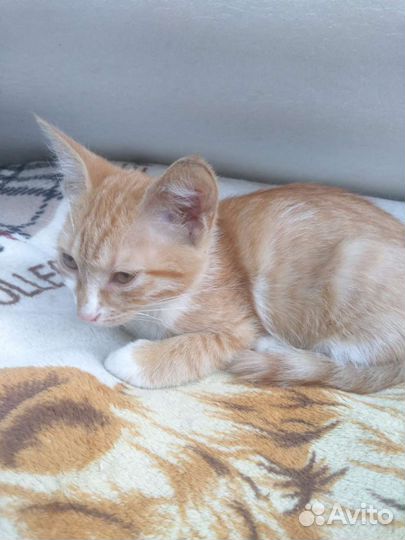 Кошка в дар