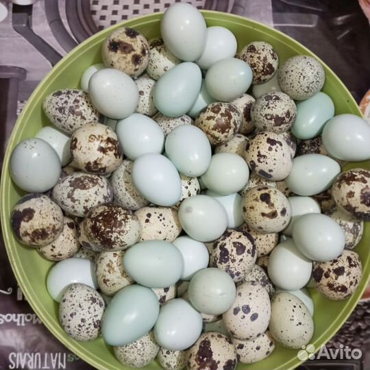 Яйца перепелиные, куринные домашние