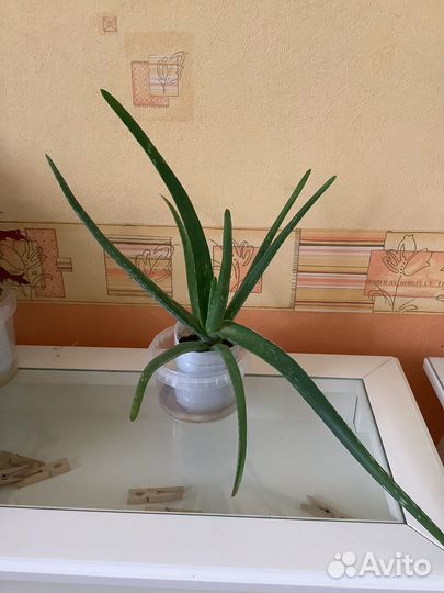 Циссус, Кливия. Фикус. Кислица