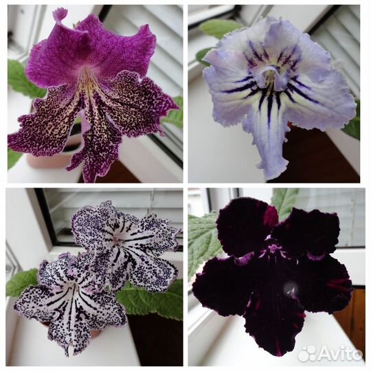 Стрептокарпусы