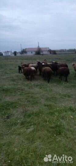 Продаю молодых баранчиков