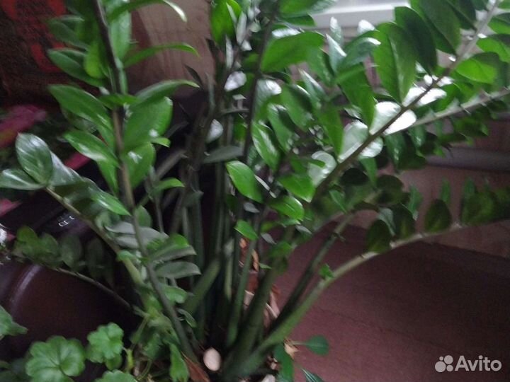 Замиокулькас