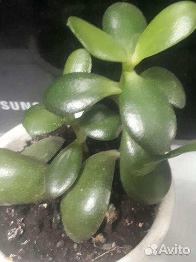 Сансевиерия