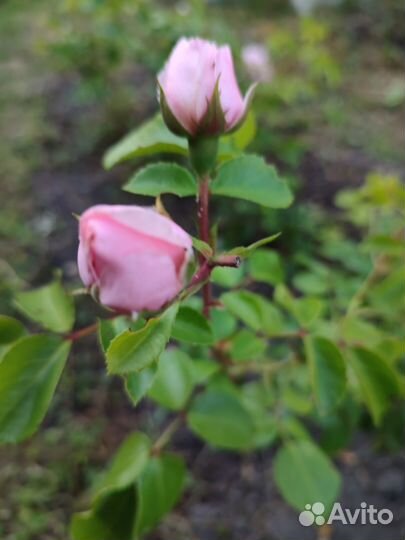 Саженцы розы Синдерелла