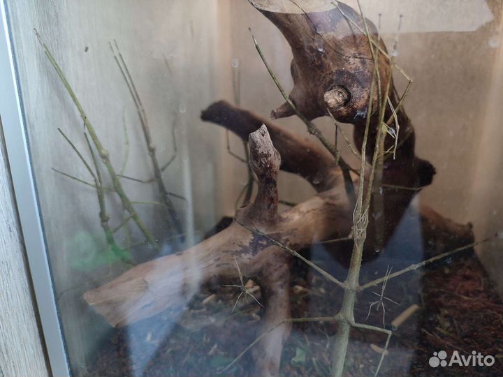 Палочники аннамские