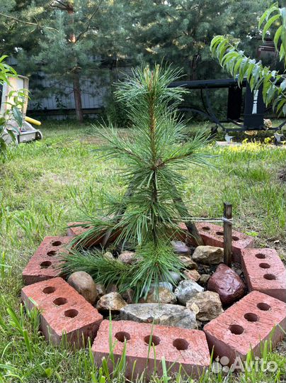 Саженцы кедра