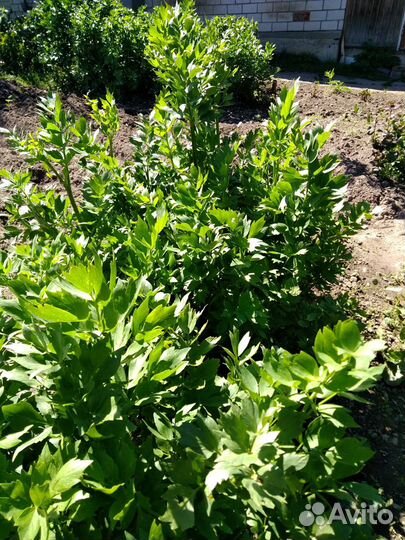 Хрен, любисток