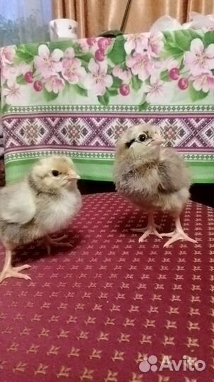 Цыплята Кучинские, Черная Московская, Амеруканы