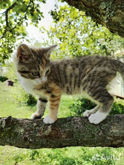 Котенок ищет дом