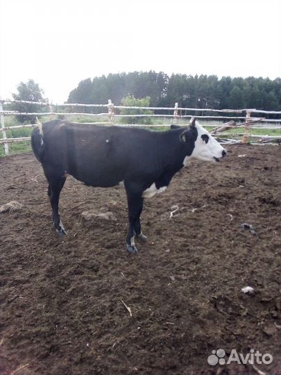 Продается телка