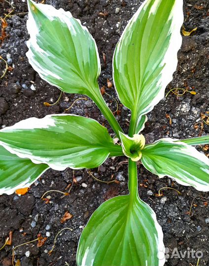 Хоста. Астильба саженцы